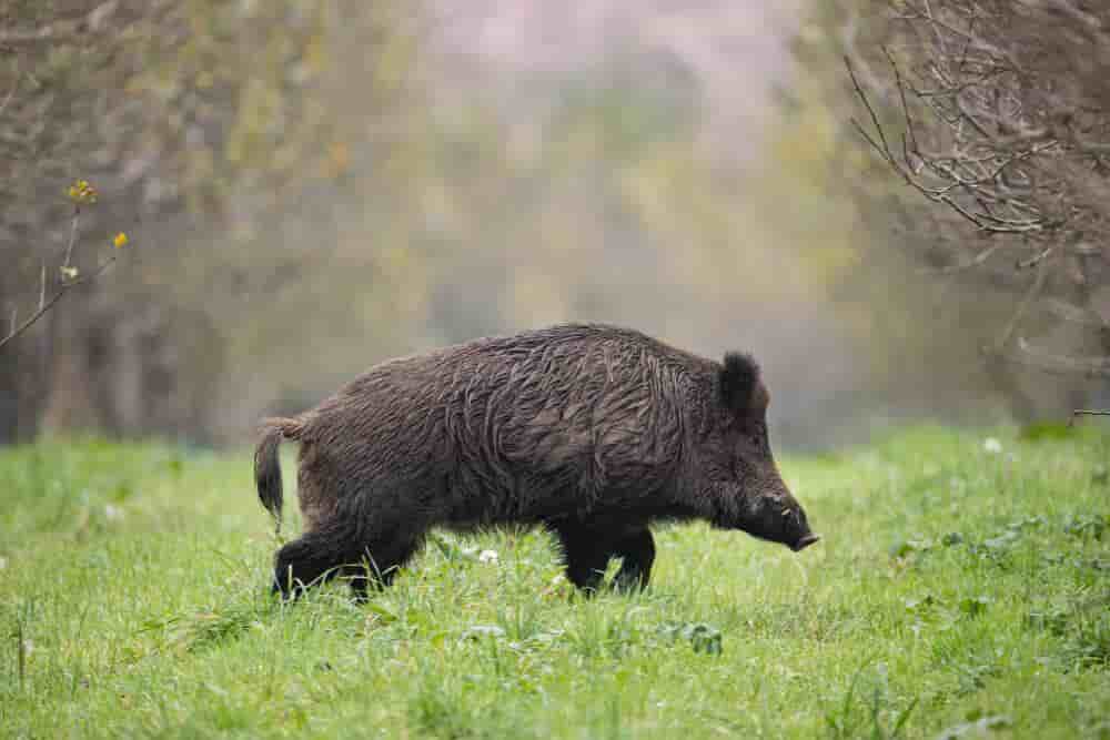 Sur les 860 000 sangliers abattus en 2024, représentant plus de 50% des tableaux de chasse de grands gibiers, seulement 50 000 sont passés par les réseaux de transformation et de commercialisation classiques.