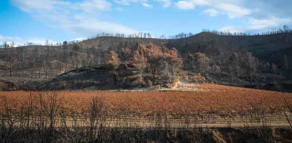 Dans l'Aude, l'incendie de l'été 2025 a réduit en cendres de nombreuses vignes (ici, celles sur la commune de Coustouges).