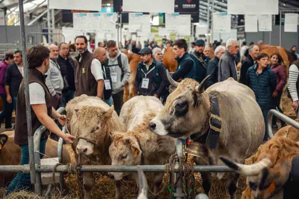 Plus de 450 bovins ne feront pas le déplacement jusqu'à la Grande Halle d'Auvergne sur les 2000 animaux attendus cette année au Sommet de l'élevage.
