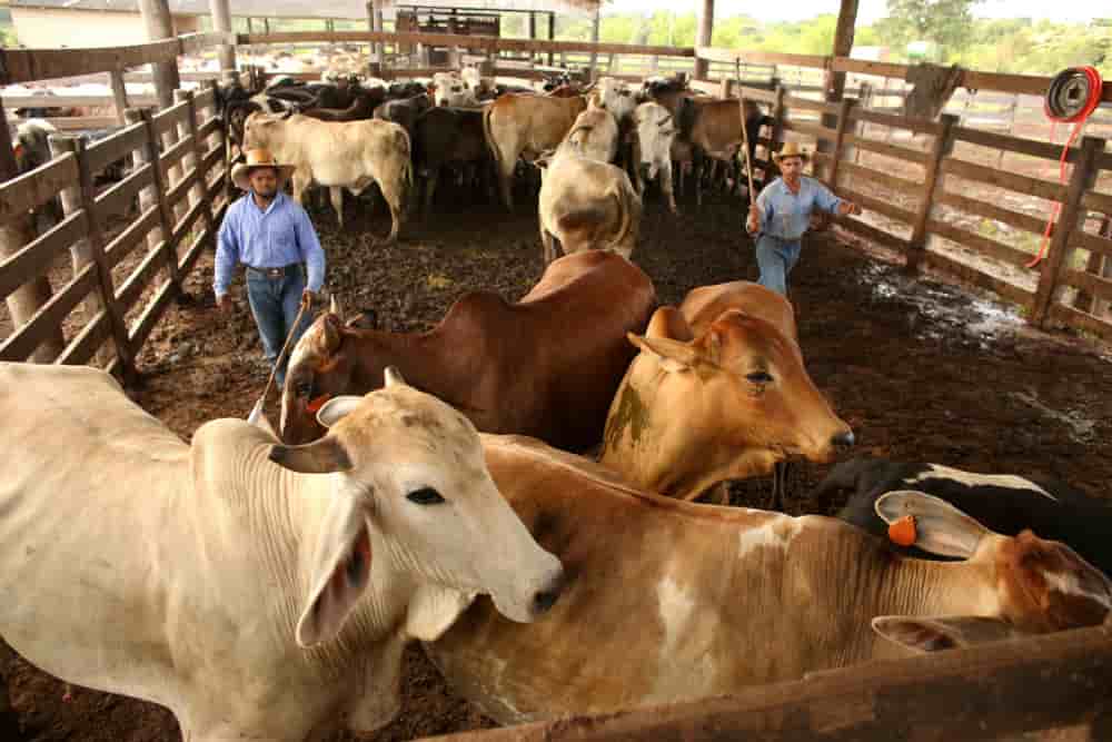 Des bovins sont rassemblés lors d'une vente aux enchères dans la ville de Xinguara, à l'intérieur de l'État de Para, au Brésil, le 14 mars 2025.