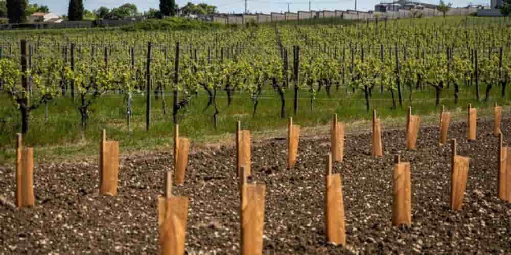 Des plants de vigne dans la région de cognac, où le vignoble envisage un plan d'arrachage.