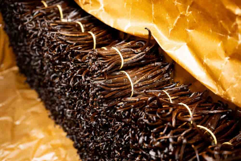 Cultivée sous d’anciennes serres maraichères réhabilitées par quatre producteurs, le premier millésime de vanille bretonne a été présenté au dernier salon de l'agriculture.