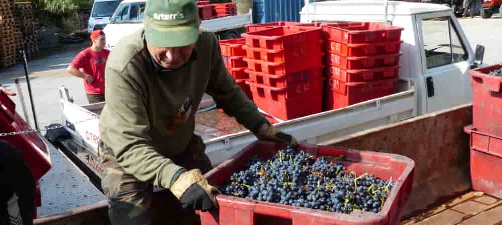 En Occitanie, l’agriculture montre d’inquiétants signes de faiblesse. en particulier la viticulture.