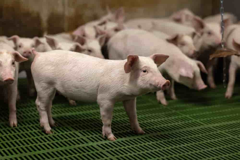 Une exploitation porcine dans le nord-ouest de la France (photo d'illustration).