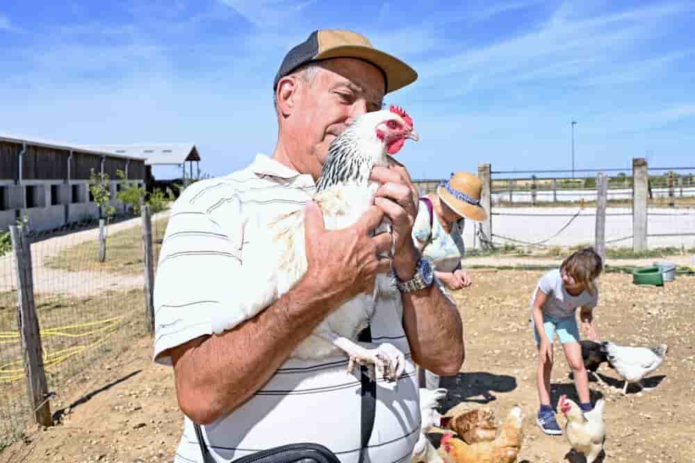 ©PHOTOPQR/L'EST REPUBLICAIN/Cedric JACQUOT ; Burthecourt-aux-Chênes ; 02/08/2022 ; FERME - ANIMAUX - LOISIRS - POULES L'écurie du Vermois à Burthecourt-aux-Chènes, logée dans un écrin de verdure en pleine campagne, accueille enfants et famille tout au...