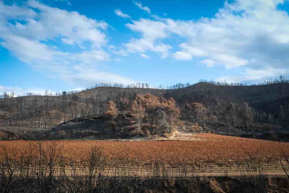 Le risque climatique est toujours en tête des préoccupations (vignes incendiées sur la commune de Coustouges).
