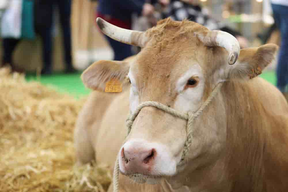 Au Salon international de l'agriculture, au parc des expositions de la Porte de Versailles, à Paris, en février 2024.