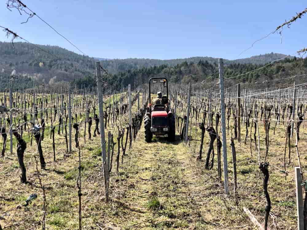 L'Alsace (ici : la vigne à Saint-Hippolyte) connaît depuis plusieurs années une crise de surproduction. Mais la région échappe encore à l'arrachage de ses vignes.