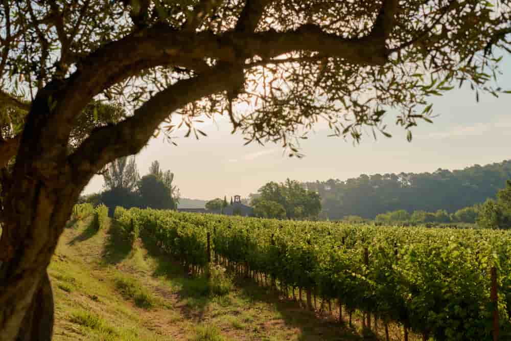 Le rosé, qui représente environ 90% des vins de Provence, résiste bien à la crise qui touche le secteur viticole.