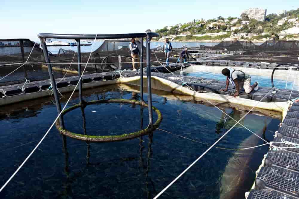 ©PHOTOPQR/NICE MATIN/Patrice Lapoirie ; Cannes ; 19/09/2025 ; les fermes Aquaculture française de plein mer - Aquafrais JEROME HEMAR (MaxPPP TagID: maxnewsspecialtwo342189.jpg) [Photo via MaxPPP] - Aquafrais - Aquafrais