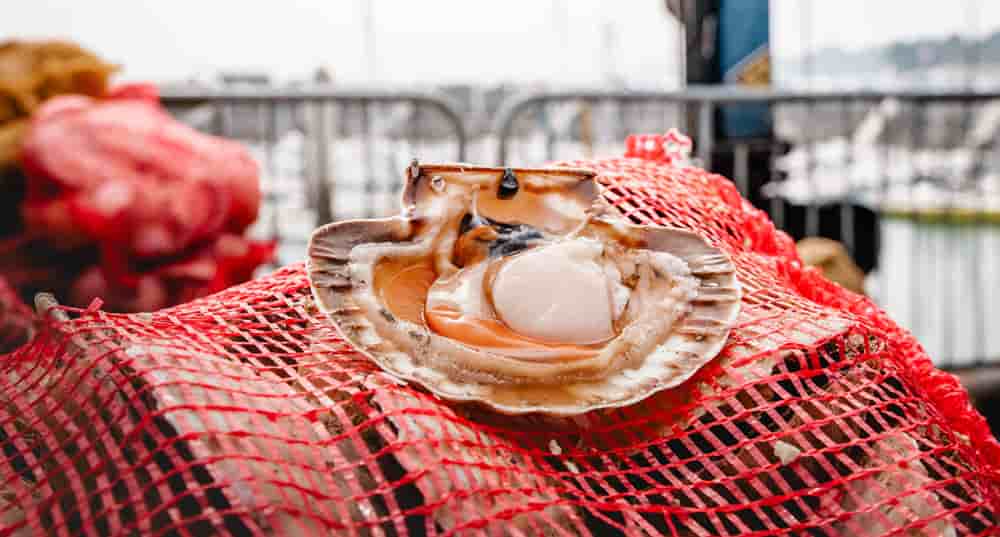 La Fête de la coquille Saint-Jacques aura lieu les 25 et 26 avril 2026 à Erquy.