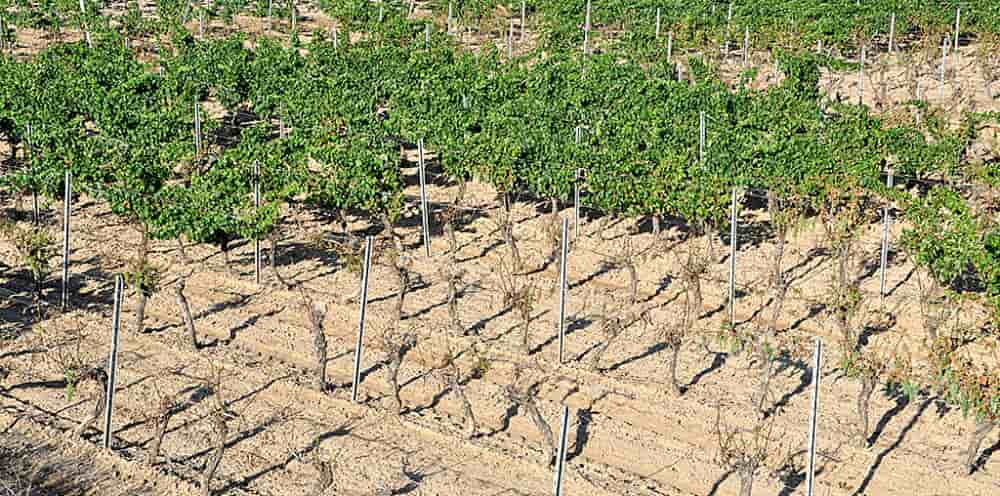 En Camargue, sur une surface de 2 800 hectares plantés en vigne dans le vignoble des sables, environ 500 hectares ont été détruits par le sel de façon durable.