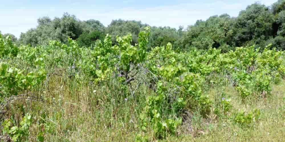 Après une première vague de 27 000 hectares de vignes arrachées, 34 428 hectares supplémentaires pourraient être concernés selon une enquête de FranceAgrimer.