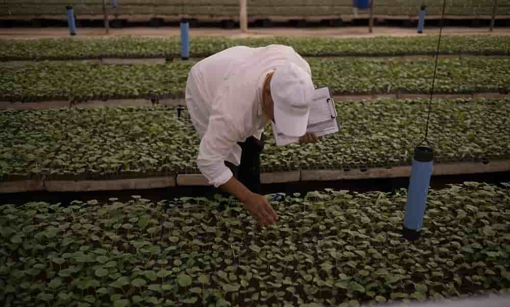 Azura exploite 55 fermes agricoles pour un total de 1 200 hectares cultivés, dont 436 hectares à Dakhla.