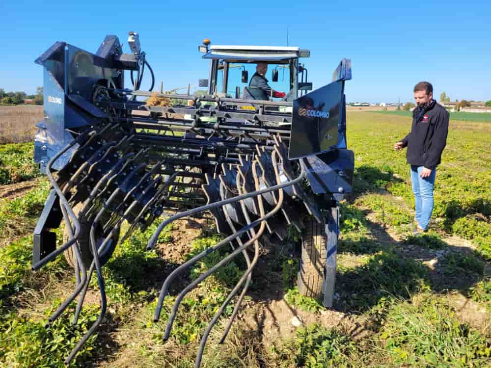 La coopérative charentaise Océalia a effectué cette année sa première récolte, environ 2 000 tonnes d'arachide ramassées sur une dizaine d'hectares.