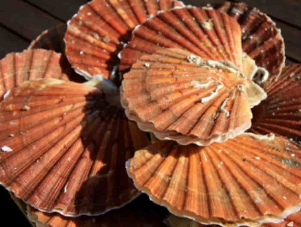 La coquille de la Saint-Jacques renferme du carbonate de calcium à très haut degré de pureté.