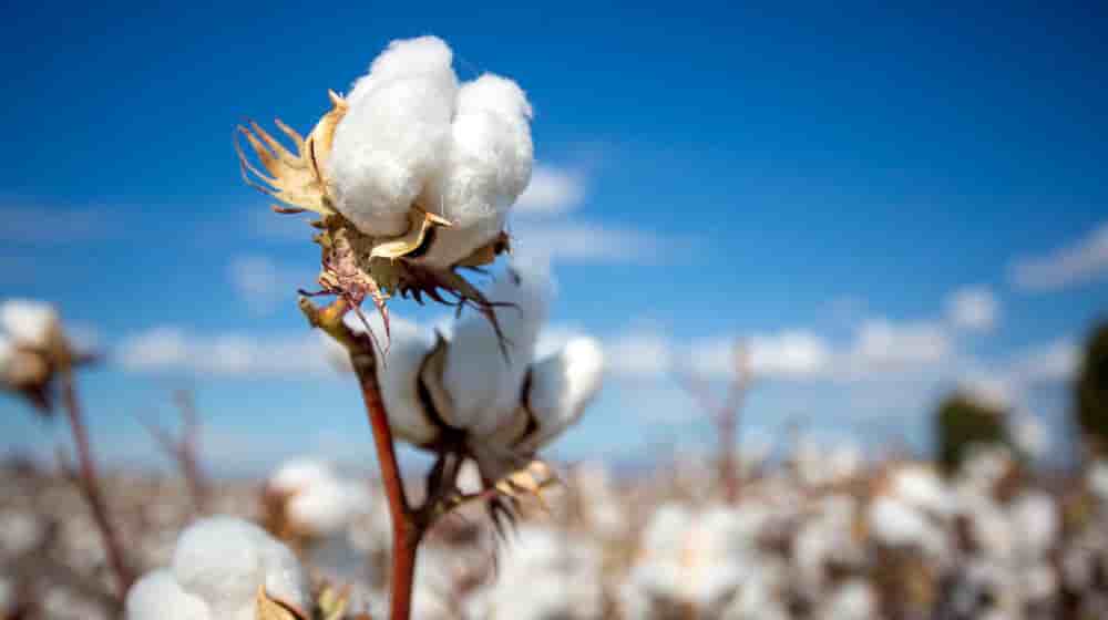 Longtemps concentrée sur l’industrie cotonnière et agroalimentaire, Geocoton a engagé une ambitieuse stratégie de diversification.