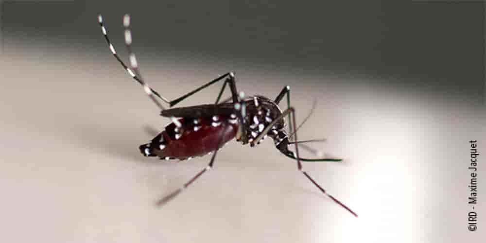 Le moustique-tigre Aedes (Stegomyia) albopictus (actuellement Stegomyia albopicta) est un insecte de la famille des Culicidae. C'est l'une des cent espèces les plus invasives au monde , étant actuellement présente dans 100 pays sur les cinq continents....