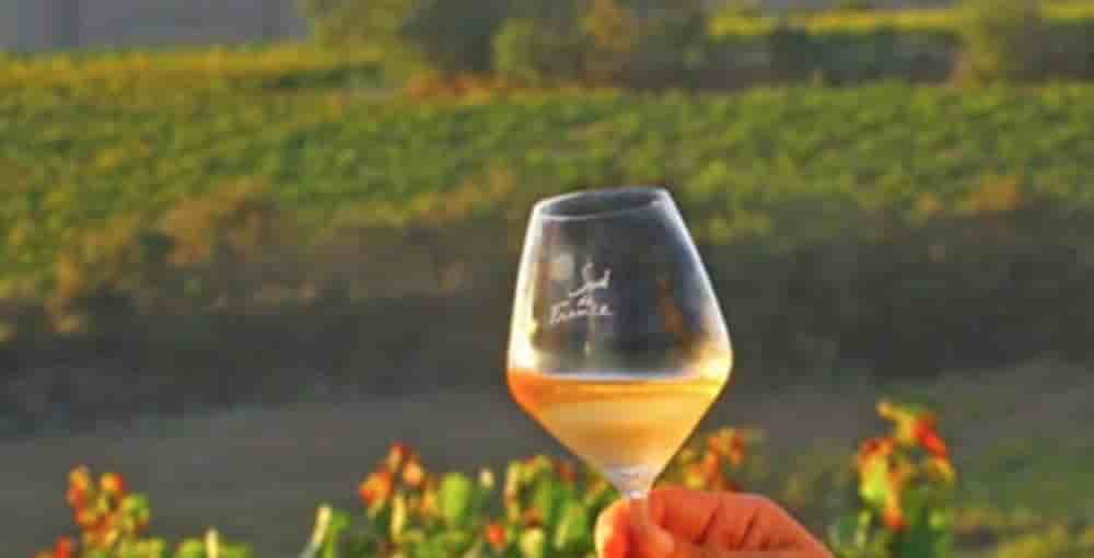 Lancée en 2006 par Georges Frêche, la marque "Sud de France" était destinée à fédérer sous une même ombrelle l’ensemble des vins du Languedoc-Roussillon afin de communiquer plus efficacement, notamment à l’international.
