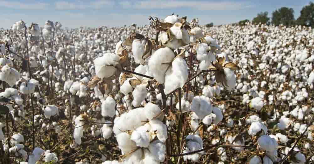La récolte malienne de coton graine est projetée à 433 700 tonnes pour la campagne 2025-2026, en net repli.
