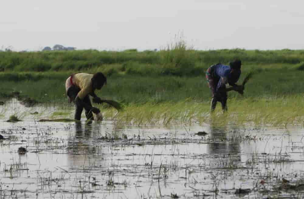 La Guinée compte près de 6,2 millions d’hectares de terres cultivables, dont seulement la moitié est exploitée chaque année.