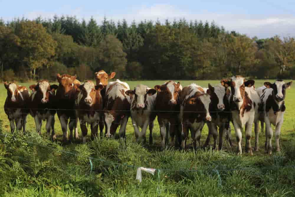 1,4 million de bovins français sont exportés chaque année, essentiellement vers l'Italie.