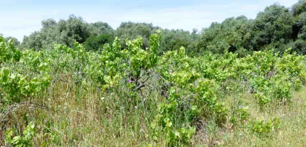Après une première vague de 27 000 hectares de vignes arrachées en France, 34 428 hectares supplémentaires pourraient être concernés pour la campagne 2025-2026, selon une enquête de FranceAgrimer.