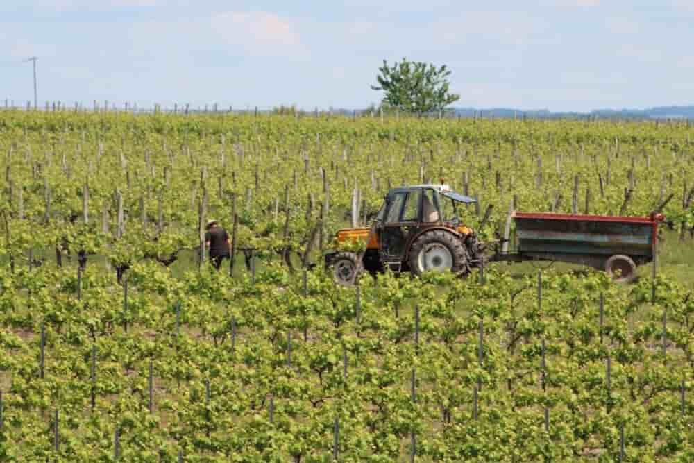 Des viticulteurs de cognac travaillent la vigne à Jarnac-Champagne, en Charente-Maritime.