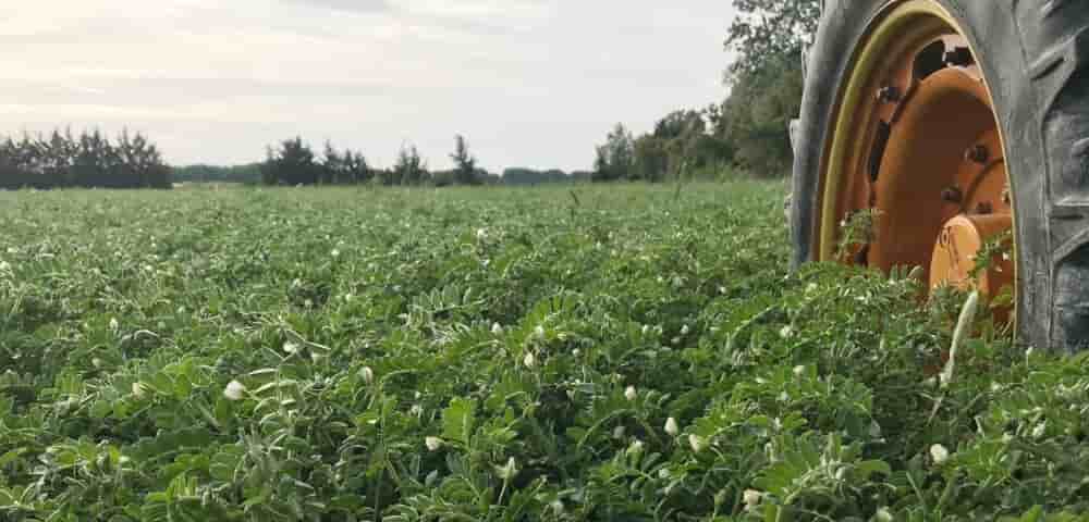 Culture du pois chiches sur l’exploitation d’Edouard Cavalier à Fourques (Gard), président de la filière FILEG en Occitanie.