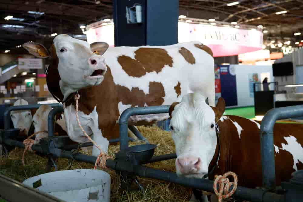 Mercredi 7 janvier, les organisateurs du Salon international de l’agriculture (SIA) ont confirmé que les vaches ne participeront à aucun concours lors de la prochaine édition.