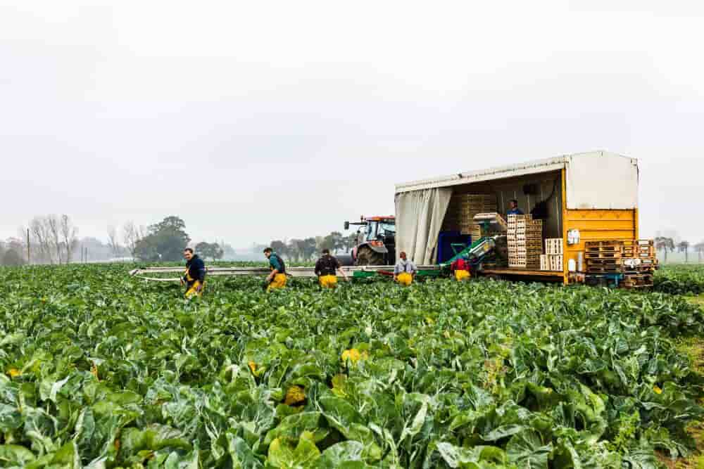 La production bretonne de chou-fleur représente 80 % de la production nationale. Quel prix juste demander au consommateur pour que les légumes français restent rémunérateurs? C'est la question sur laquelle les maraîchers planchent avec l'ensemble de la...