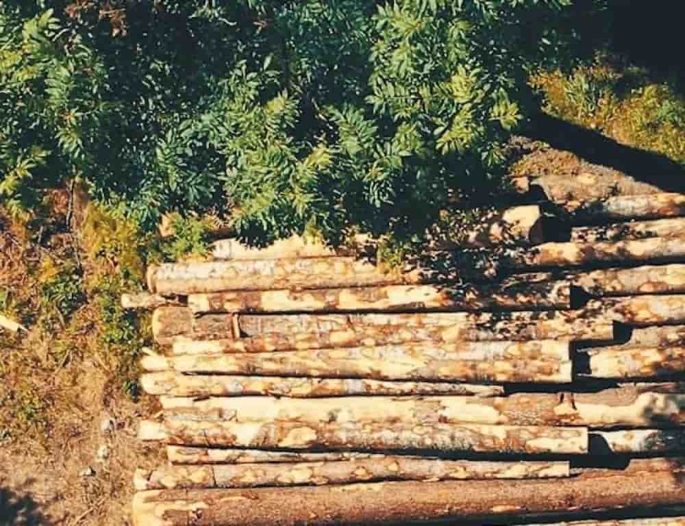 La filière bois compte 4 000 entreprises, 12 600 actifs et 359 millions d'euros de valeur ajoutée