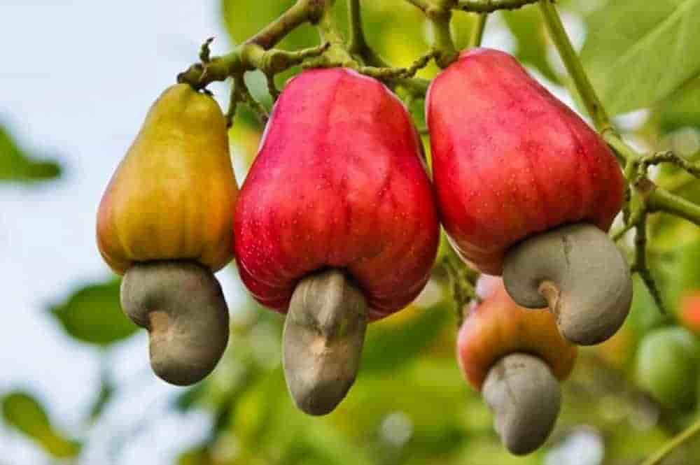 Le Kenya mise sur de nouvelles variétés et l’accompagnement des producteurs pour revitaliser la filière anacarde.