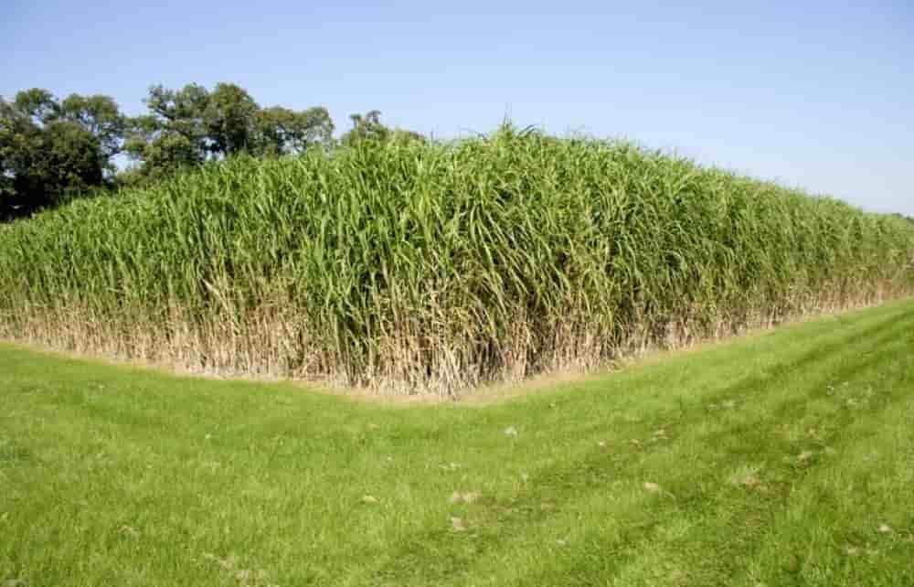 Une parcelle de miscanthus.