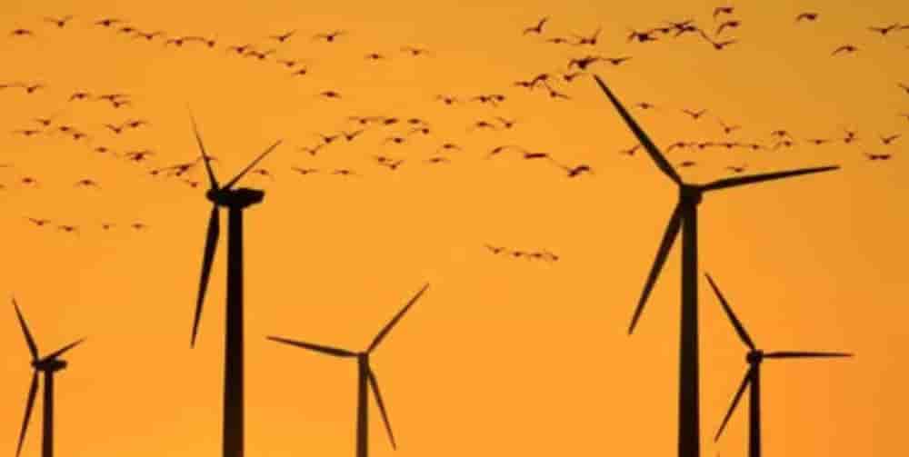 Les systèmes de détection avifaune (SDA) permettent de détecter en temps réel la présence d'oiseaux à proximité des éoliennes pour réduire les risques de mortalité.