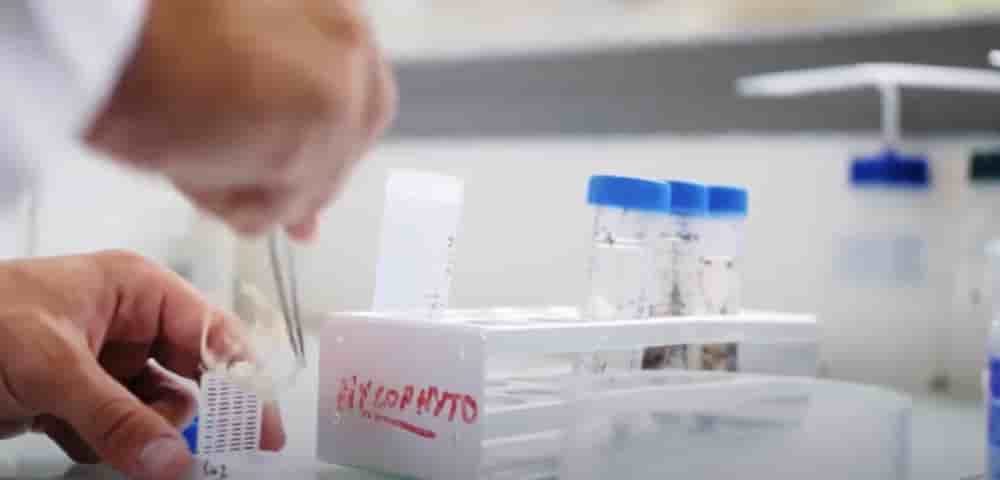 Mycophyto crée sa première usine à Grasse