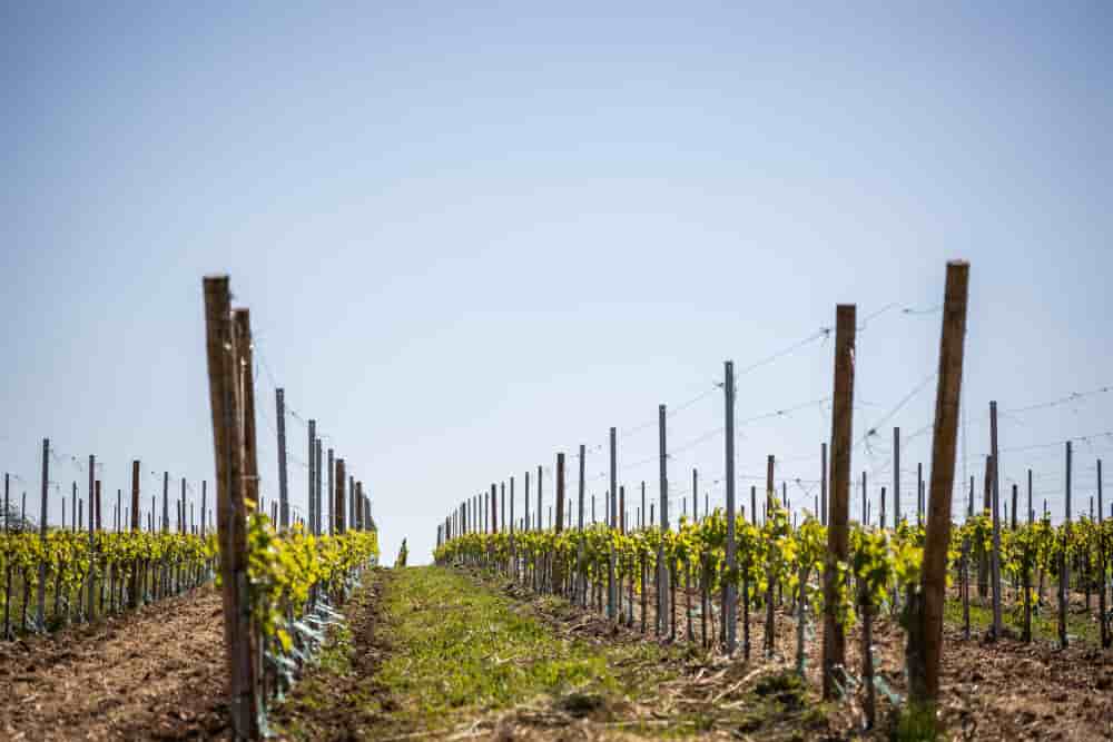 Le vignoble cognaçais s'étend sur 88 000 hectares.