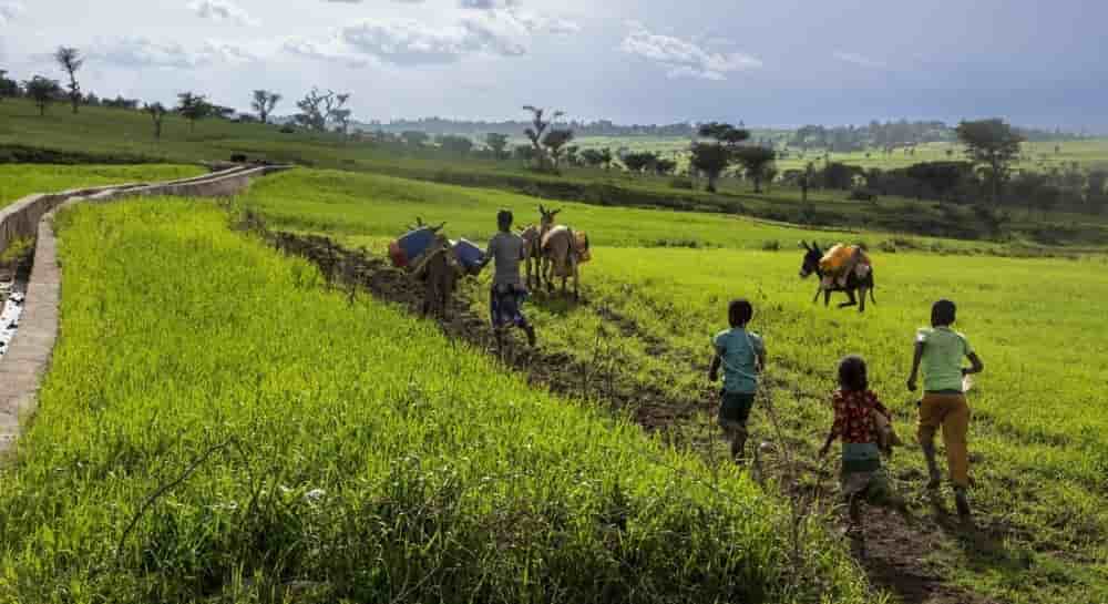 En Éthiopie, l’agriculture représente jusqu’à 32% du PIB et est la principale activité en milieu rural où vit environ 85 % de la population.
