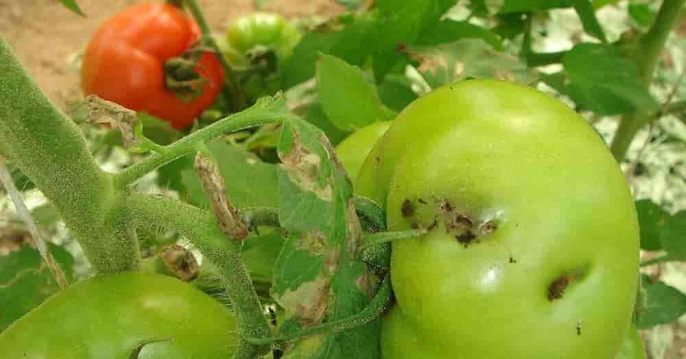 Surnommé « Ebola de la tomate » par les agriculteurs locaux, ce ravageur peut en effet occasionner des pertes allant de 80 à 100 % de la récolte.