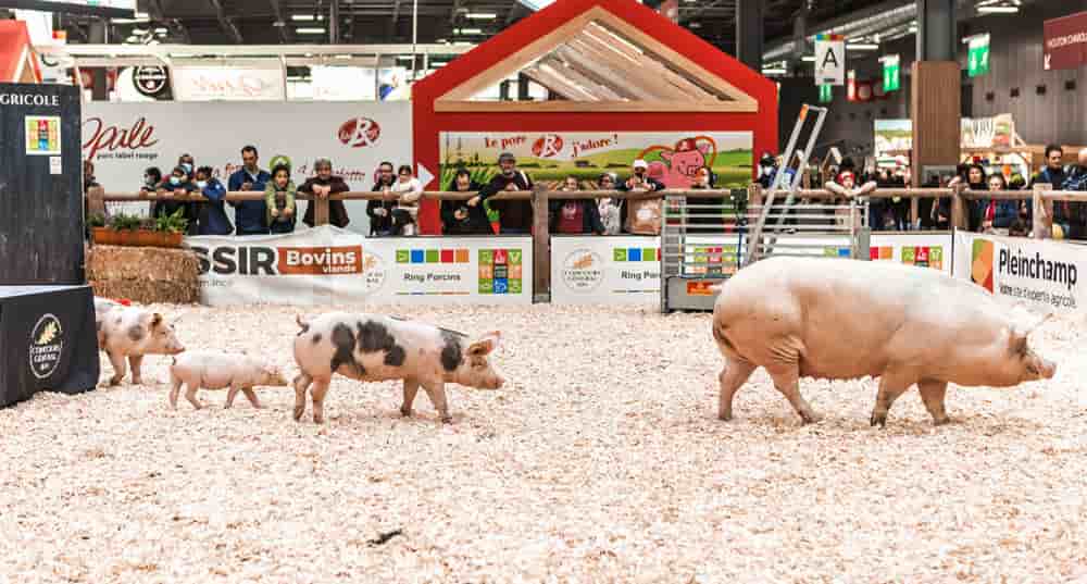 Des cochons au Salon de l'Agriculture.