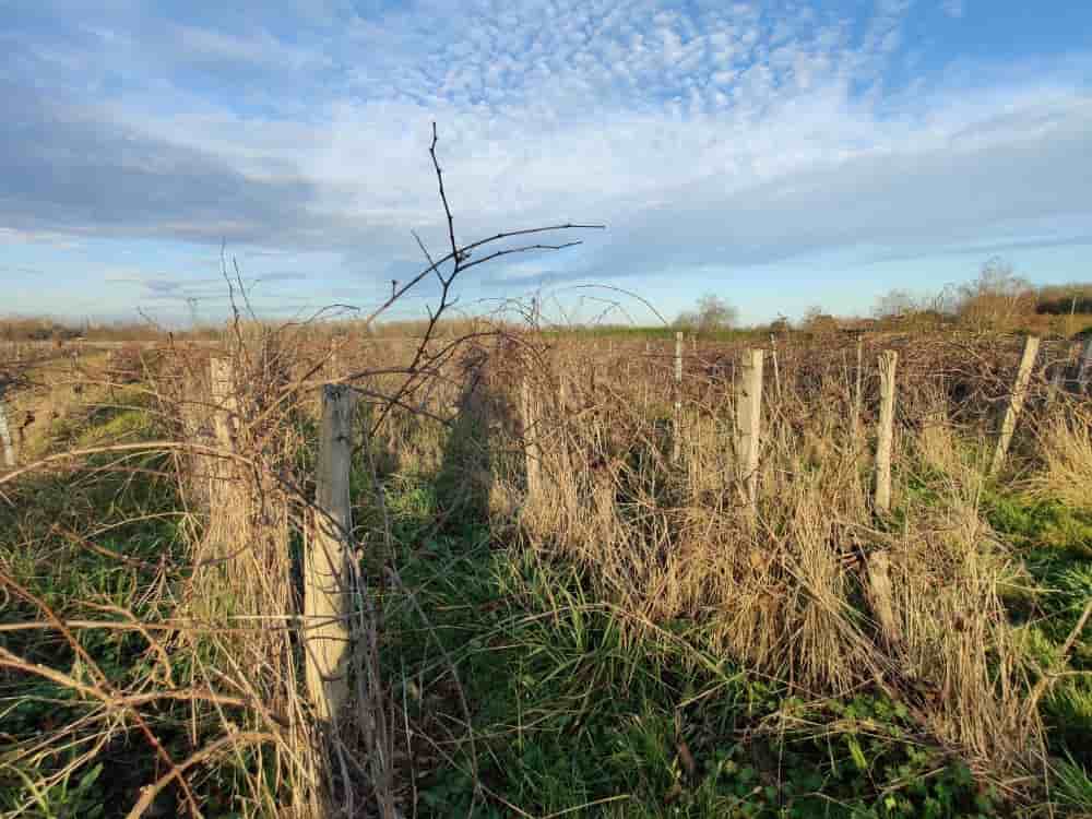 Vignes en friche, parcelles arrachées, exploitations en difficulté : face aux bouleversements qui redessinent le vignoble bordelais, un outil foncier est mis sur pied par les banques et les pouvoirs publics.