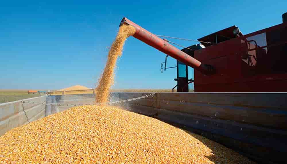 Quatrième céréale la plus consommée derrière le maïs, le riz et le sorgho, le blé est devenue la seconde marchandise la plus importée au Nigeria.