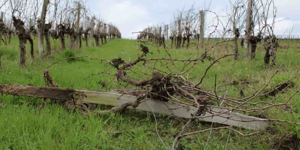 En 2025, une première campagne nationale d'arrachage a supprimé 25 500 hectares.