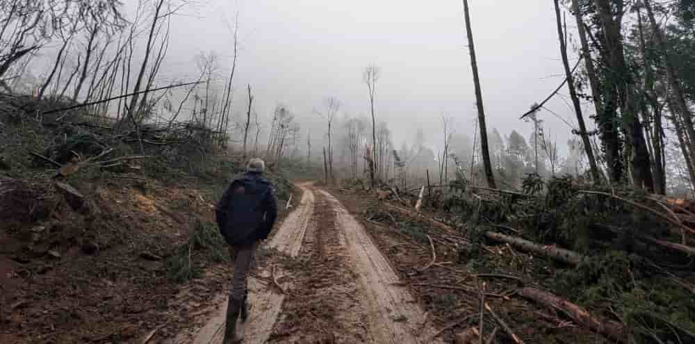 Sur cette parcelle située au Pradal, dans l’Hérault, « les arbres, sur un sol détrempé par des semaines de précipitations, n’ont pas résisté aux assauts du vent », explique Jean-Michel d’Orazio, technicien forestier au Centre national de la propriété...