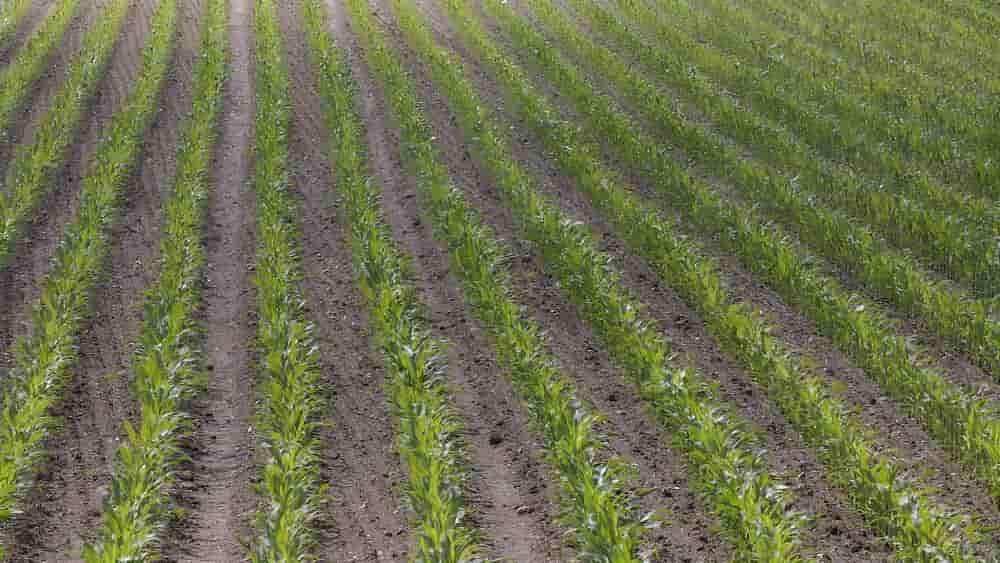 Pour les agriculteurs, un des points litigieux de la révision de la SAGE Vilaine, qui ambitionne de protéger la ressource sur le bassin du fleuve breton, porte sur l'interdiction des pesticides maïs sur les aires d'alimentation prioritaires.