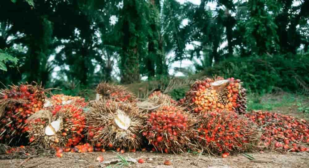 En décembre 2025, Presco a acquis 10 000 ha de plantations dans l’État de Cross River pour augmenter sa base agricole et répondre à la hausse de la demande nigériane en huiles végétales.