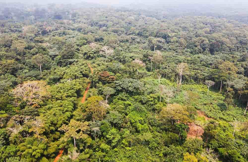 Forêt tropicale gabonaise, un patrimoine naturel au cœur des enjeux climatiques.