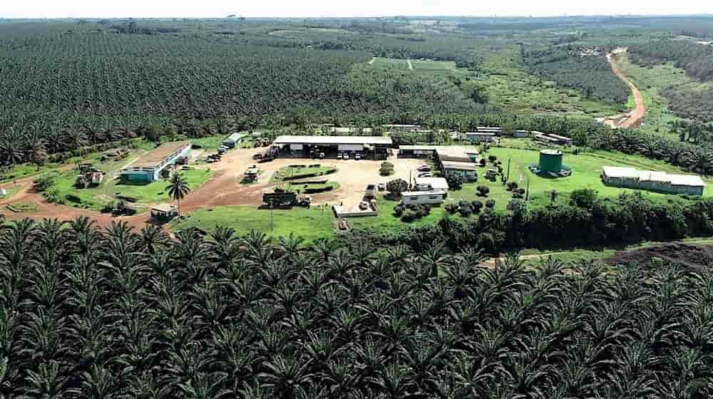 PALMCI, premier producteur d'huile de palme brute d'Afrique de l'Ouest, représente 70 % de la production ivoirienne.