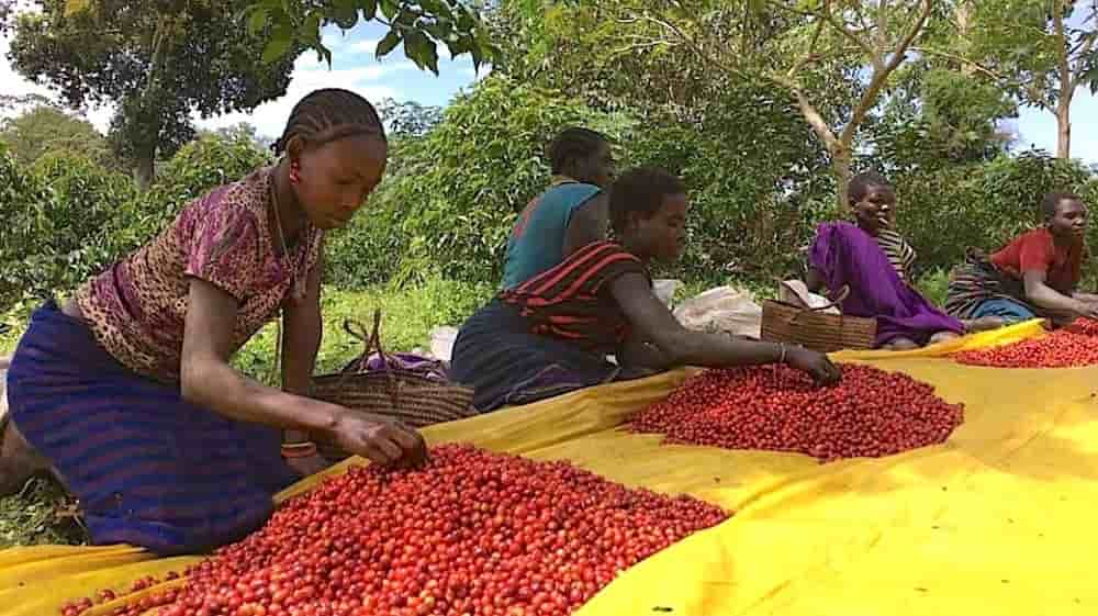 Le café éthiopien fait face à une difficulté majeure : le texte européen exige que chaque lot de café importé en Europe soit traçable jusqu'à la parcelle exacte où il a poussé.
