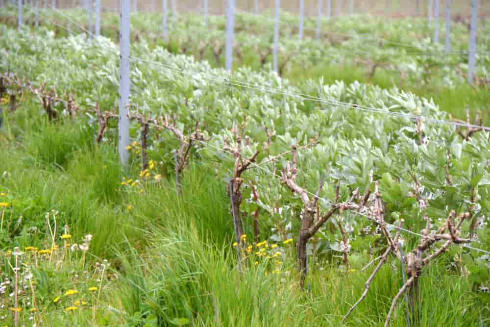 Des vignes du Domaine Sabourdy, dans l’Entre-Deux-Mers, en mars 2026.